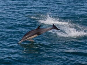 Дельфин на охоте фото